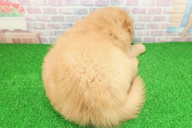 宮城県のゴールデンレトリバー (Coo&RIKU仙台太白店/2025年11月23日生まれ/女の子/ゴールド)の子犬の4枚目の画像