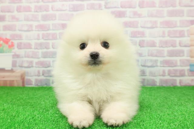 千葉県のポメラニアン (Coo&RIKU市原店/2025年11月25日生まれ/男の子/クリーム)の子犬の1枚目の画像