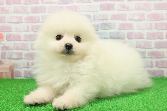 千葉県のポメラニアン (Coo&RIKU市原店/2025年11月25日生まれ/男の子/クリーム)の子犬の2枚目の画像