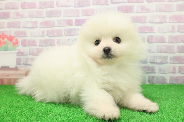 千葉県のポメラニアン (Coo&RIKU市原店/2025年11月25日生まれ/男の子/クリーム)の子犬の3枚目の画像