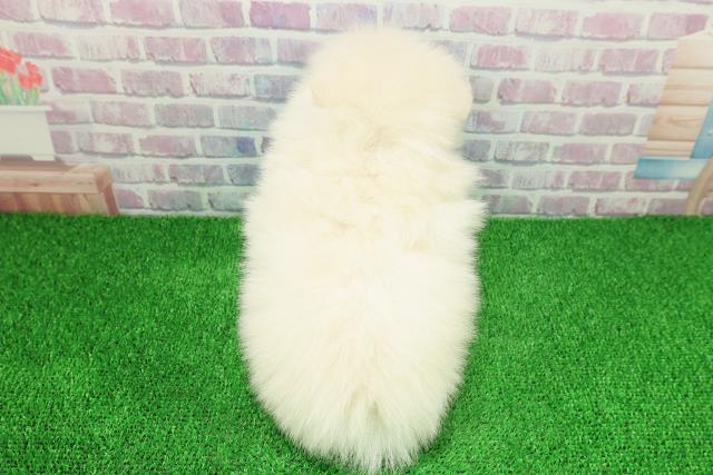 千葉県のポメラニアン (Coo&RIKU市原店/2025年11月25日生まれ/男の子/クリーム)の子犬の4枚目の画像