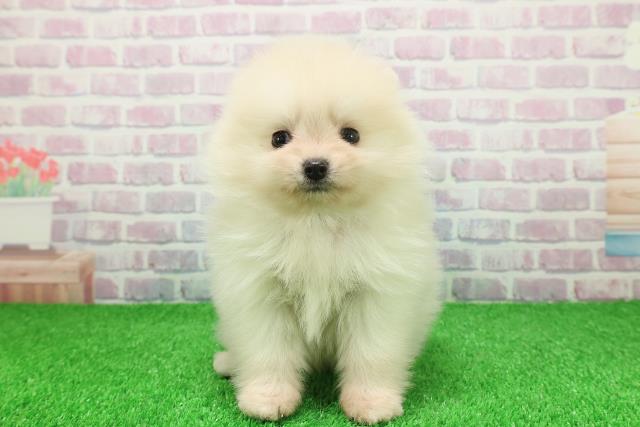 神奈川県のポメラニアン (Coo&RIKU秦野店/2025年11月25日生まれ/男の子/クリーム)の子犬の1枚目の画像