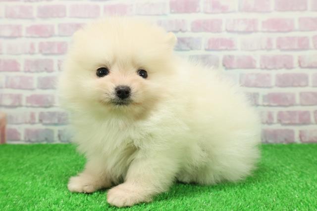 神奈川県のポメラニアン (Coo&RIKU秦野店/2025年11月25日生まれ/男の子/クリーム)の子犬の2枚目の画像