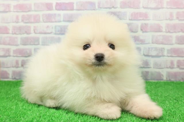 神奈川県のポメラニアン (Coo&RIKU秦野店/2025年11月25日生まれ/男の子/クリーム)の子犬の3枚目の画像
