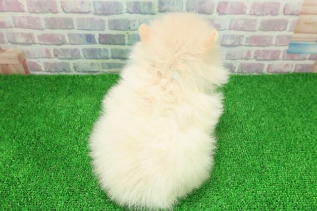 神奈川県のポメラニアン (Coo&RIKU秦野店/2025年11月25日生まれ/男の子/クリーム)の子犬の4枚目の画像