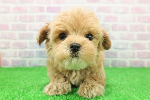 神奈川県のハーフ犬・ミックス犬 (Coo&RIKU秦野店/2025年11月22日生まれ/男の子/クリームホワイト)の子犬の1枚目の画像