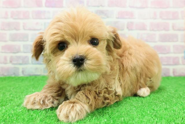 神奈川県のハーフ犬・ミックス犬 (Coo&RIKU秦野店/2025年11月22日生まれ/男の子/クリームホワイト)の子犬の2枚目の画像