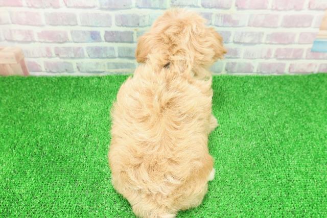 神奈川県のハーフ犬・ミックス犬 (Coo&RIKU秦野店/2025年11月22日生まれ/男の子/クリームホワイト)の子犬の4枚目の画像