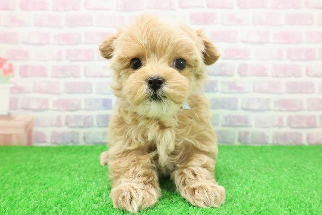 神奈川県のハーフ犬・ミックス犬 (Coo&RIKU小田原店/2025年11月22日生まれ/男の子/クリーム)の子犬の1枚目の画像