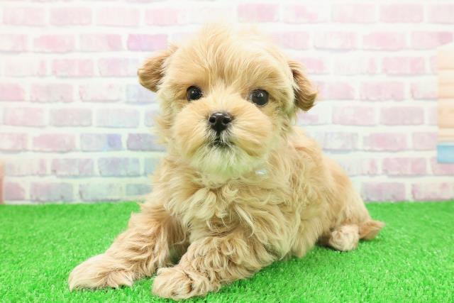 神奈川県のハーフ犬・ミックス犬 (Coo&RIKU小田原店/2025年11月22日生まれ/男の子/クリーム)の子犬の2枚目の画像