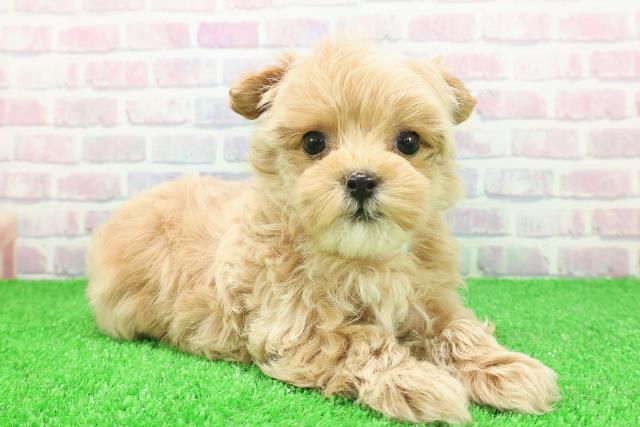 神奈川県のハーフ犬・ミックス犬 (Coo&RIKU小田原店/2025年11月22日生まれ/男の子/クリーム)の子犬の3枚目の画像