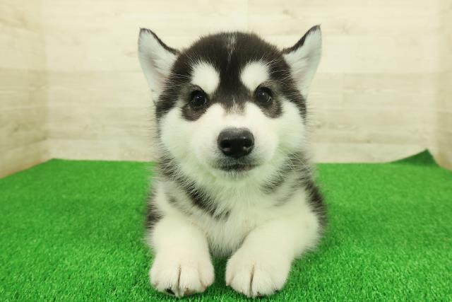 神奈川県のシベリアンハスキー (Coo&RIKU相模原店/2025年11月25日生まれ/男の子/ブラックホワイト)の子犬の1枚目の画像