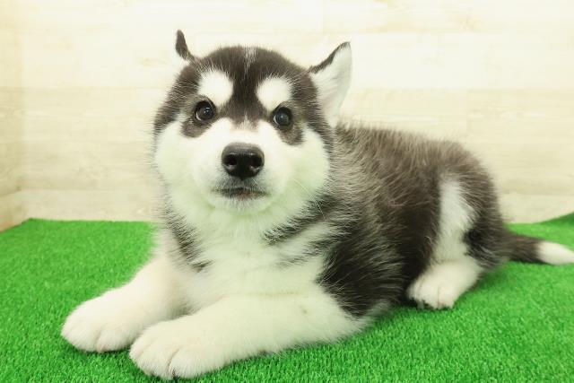 神奈川県のシベリアンハスキー (Coo&RIKU相模原店/2025年11月25日生まれ/男の子/ブラックホワイト)の子犬の2枚目の画像