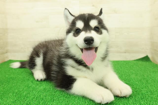 神奈川県のシベリアンハスキー (Coo&RIKU相模原店/2025年11月25日生まれ/男の子/ブラックホワイト)の子犬の3枚目の画像