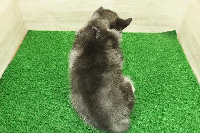 神奈川県のシベリアンハスキー (Coo&RIKU相模原店/2025年11月25日生まれ/男の子/ブラックホワイト)の子犬の4枚目の画像