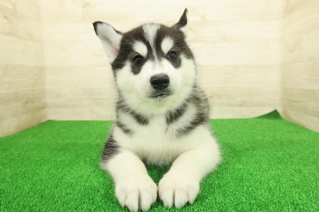 千葉県のシベリアンハスキー (Coo&RIKU東金店/2025年11月25日生まれ/男の子/ブラックホワイト)の子犬の1枚目の画像