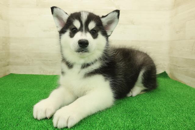 千葉県のシベリアンハスキー (Coo&RIKU東金店/2025年11月25日生まれ/男の子/ブラックホワイト)の子犬の2枚目の画像