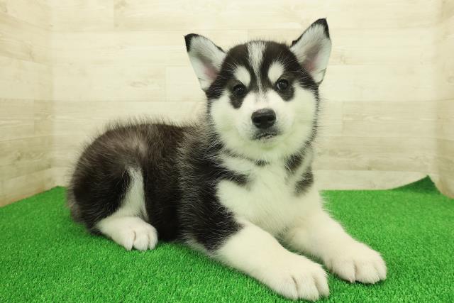 千葉県のシベリアンハスキー (Coo&RIKU東金店/2025年11月25日生まれ/男の子/ブラックホワイト)の子犬の3枚目の画像