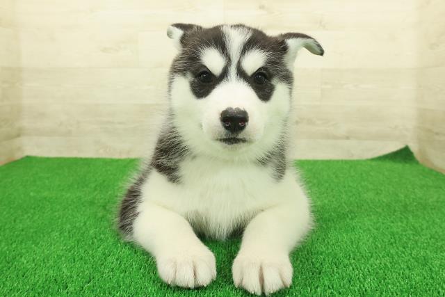 茨城県のシベリアンハスキー (Coo&RIKU水戸店/2025年11月25日生まれ/女の子/ブラックホワイト)の子犬の1枚目の画像