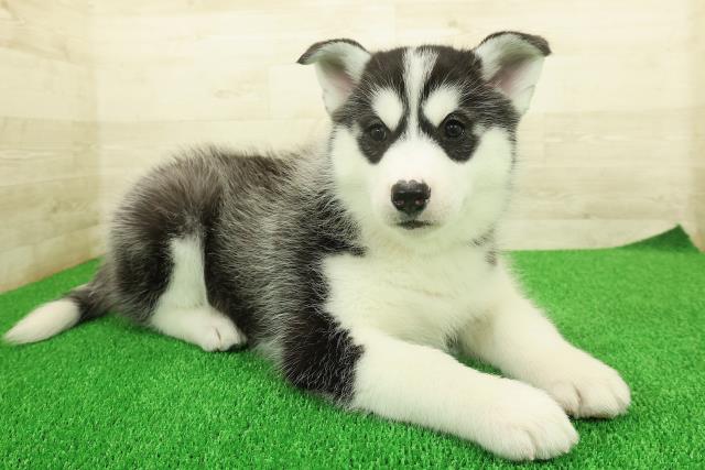 茨城県のシベリアンハスキー (Coo&RIKU水戸店/2025年11月25日生まれ/女の子/ブラックホワイト)の子犬の3枚目の画像