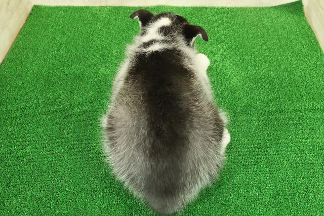 茨城県のシベリアンハスキー (Coo&RIKU水戸店/2025年11月25日生まれ/女の子/ブラックホワイト)の子犬の4枚目の画像