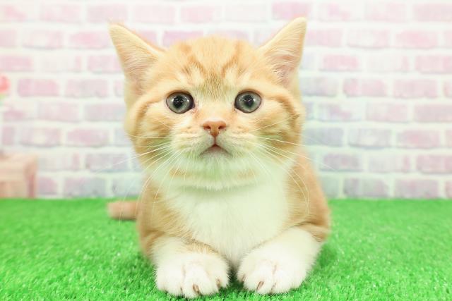 茨城県のスコティッシュフォールド (Coo&RIKU水戸店/2025年11月25日生まれ/男の子/レッドタビーホワイト)の子猫の1枚目の画像