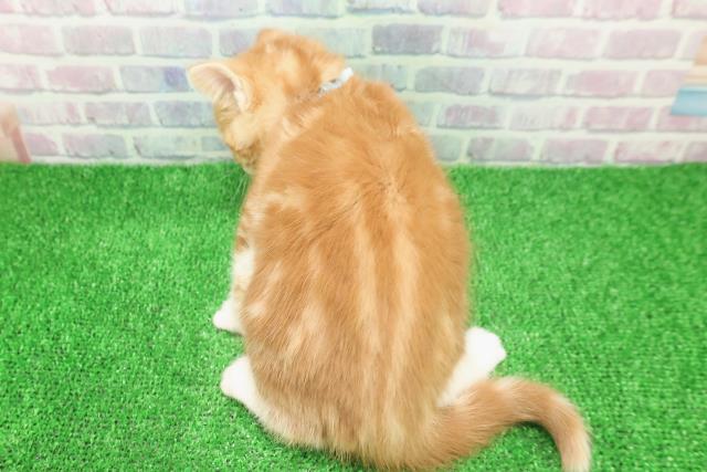 茨城県のスコティッシュフォールド (Coo&RIKU水戸店/2025年11月25日生まれ/男の子/レッドタビーホワイト)の子猫の4枚目の画像