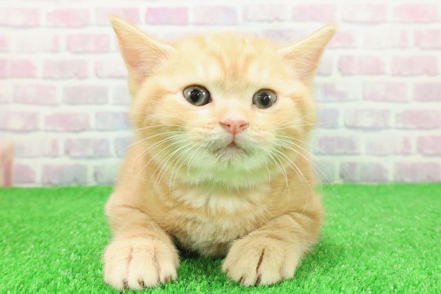 千葉県のスコティッシュフォールド (Coo&RIKU八街店/2025年11月25日生まれ/男の子/レッドタビー)の子猫の1枚目の画像