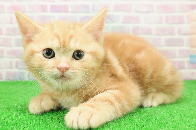 千葉県のスコティッシュフォールド (Coo&RIKU八街店/2025年11月25日生まれ/男の子/レッドタビー)の子猫の2枚目の画像