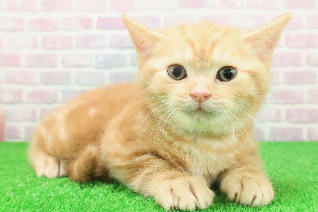 千葉県のスコティッシュフォールド (Coo&RIKU八街店/2025年11月25日生まれ/男の子/レッドタビー)の子猫の3枚目の画像