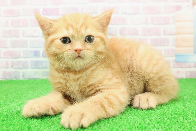 神奈川県のスコティッシュフォールド (Coo&RIKU相模原店/2025年11月25日生まれ/女の子/レッドタビー)の子猫の2枚目の画像