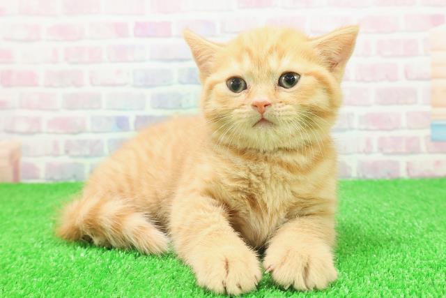 神奈川県のスコティッシュフォールド (Coo&RIKU相模原店/2025年11月25日生まれ/女の子/レッドタビー)の子猫の3枚目の画像