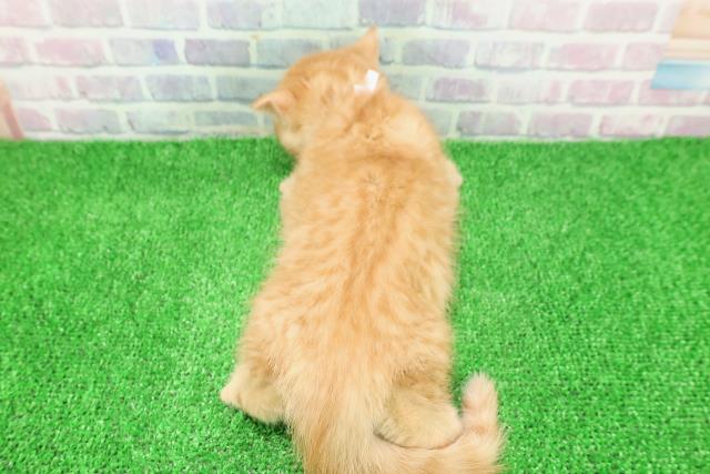 神奈川県のスコティッシュフォールド (Coo&RIKU相模原店/2025年11月25日生まれ/女の子/レッドタビー)の子猫の4枚目の画像