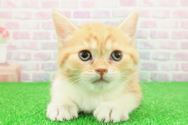 千葉県のスコティッシュフォールド (Coo&RIKU市原店/2025年11月25日生まれ/女の子/レッドタビーホワイト)の子猫の1枚目の画像