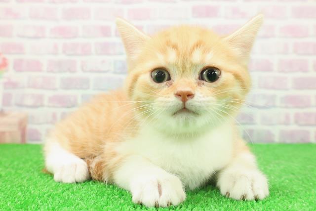 千葉県のスコティッシュフォールド (Coo&RIKU市原店/2025年11月25日生まれ/女の子/レッドタビーホワイト)の子猫の3枚目の画像