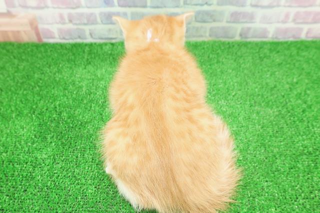 千葉県のスコティッシュフォールド (Coo&RIKU市原店/2025年11月25日生まれ/女の子/レッドタビーホワイト)の子猫の4枚目の画像