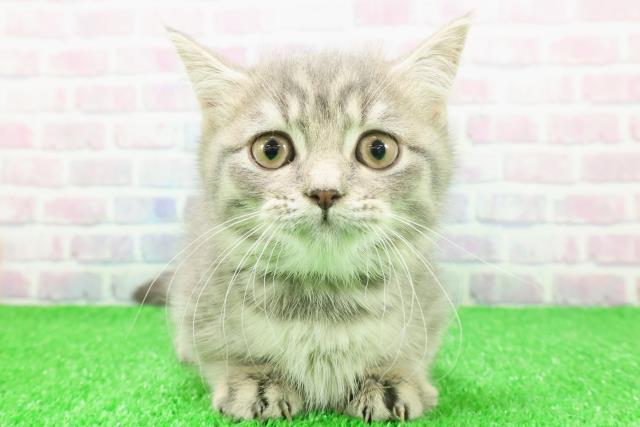 東京都のマンチカン (Coo&RIKU新宿三丁目店/2025年11月23日生まれ/男の子/ブルータビー)の子猫の1枚目の画像