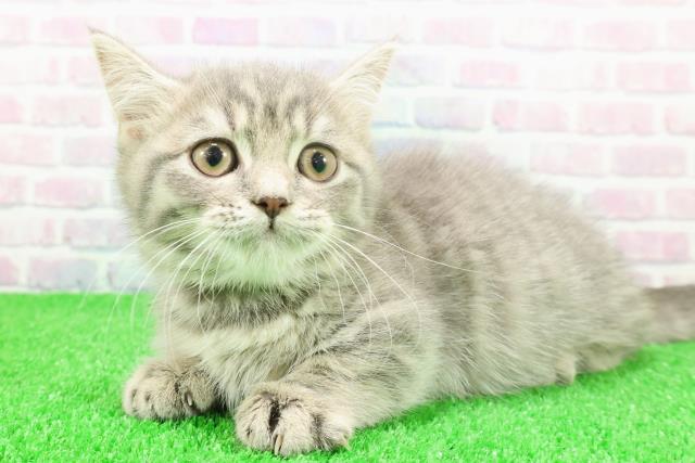 東京都のマンチカン (Coo&RIKU新宿三丁目店/2025年11月23日生まれ/男の子/ブルータビー)の子猫の2枚目の画像