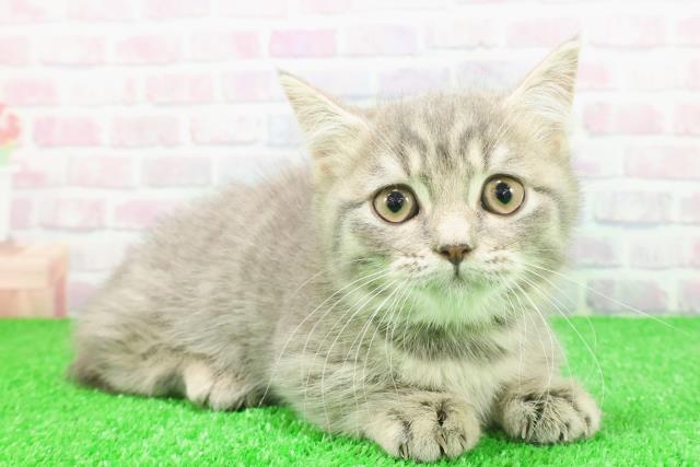 東京都のマンチカン (Coo&RIKU新宿三丁目店/2025年11月23日生まれ/男の子/ブルータビー)の子猫の3枚目の画像