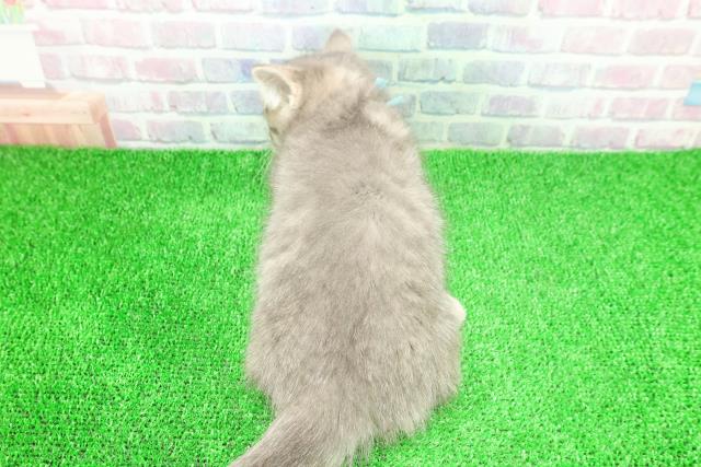 東京都のマンチカン (Coo&RIKU新宿三丁目店/2025年11月23日生まれ/男の子/ブルータビー)の子猫の4枚目の画像