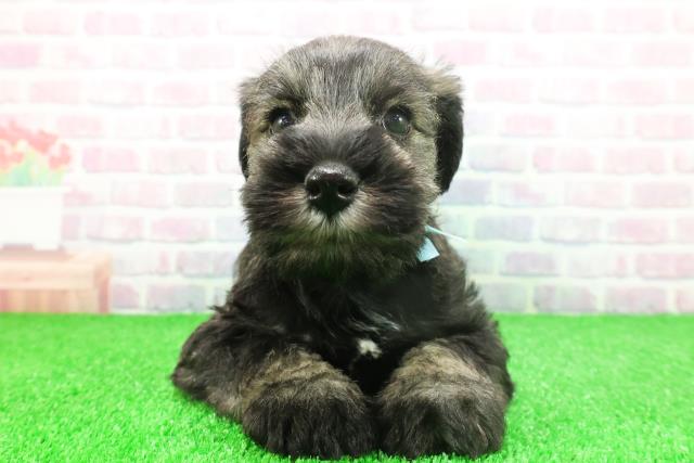 群馬県のミニチュアシュナウザー (Coo&RIKU前橋店/2025年11月25日生まれ/男の子/ソルトペッパー)の子犬の1枚目の画像