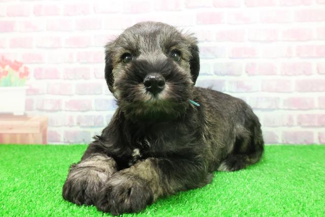 群馬県のミニチュアシュナウザー (Coo&RIKU前橋店/2025年11月25日生まれ/男の子/ソルトペッパー)の子犬の2枚目の画像