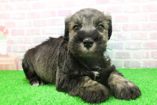 群馬県のミニチュアシュナウザー (Coo&RIKU前橋店/2025年11月25日生まれ/男の子/ソルトペッパー)の子犬の3枚目の画像