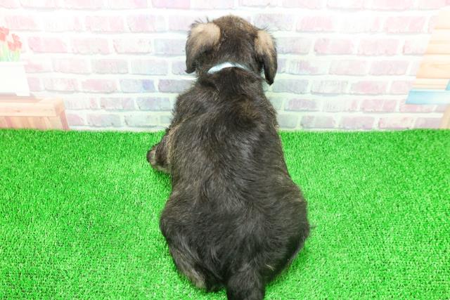 群馬県のミニチュアシュナウザー (Coo&RIKU前橋店/2025年11月25日生まれ/男の子/ソルトペッパー)の子犬の4枚目の画像