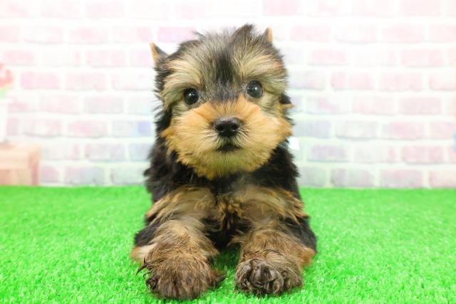 神奈川県のヨークシャーテリア (Coo&RIKU横浜青葉店/2025年11月18日生まれ/男の子/スチールブルータン)の子犬の1枚目の画像