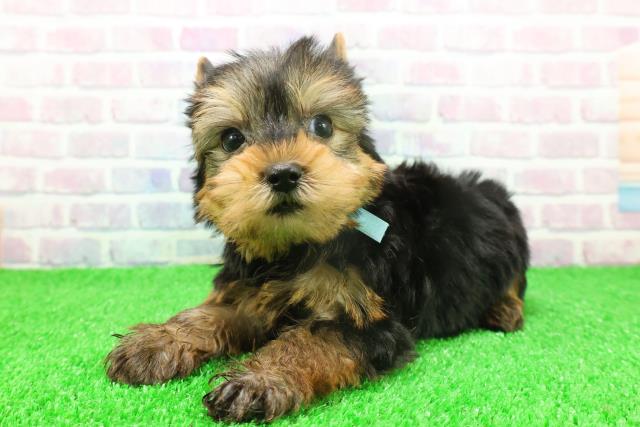 神奈川県のヨークシャーテリア (Coo&RIKU横浜青葉店/2025年11月18日生まれ/男の子/スチールブルータン)の子犬の2枚目の画像