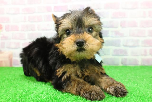 神奈川県のヨークシャーテリア (Coo&RIKU横浜青葉店/2025年11月18日生まれ/男の子/スチールブルータン)の子犬の3枚目の画像