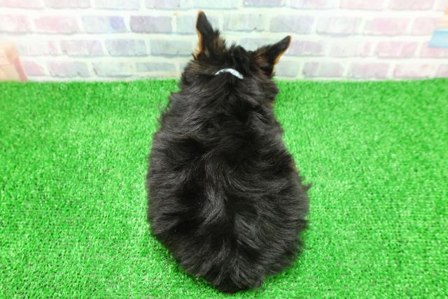 神奈川県のヨークシャーテリア (Coo&RIKU横浜青葉店/2025年11月18日生まれ/男の子/スチールブルータン)の子犬の4枚目の画像