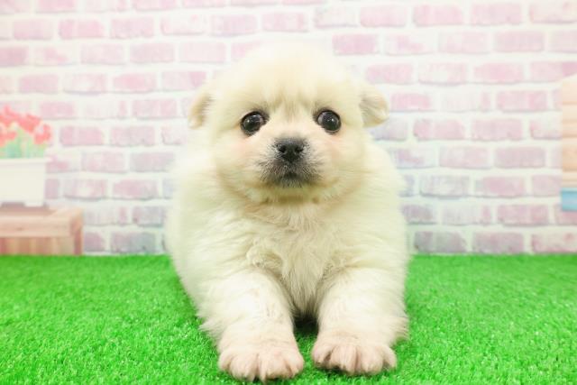 長野県のペキポメ/ポメペキ(ペキニーズ×ポメラニアン) (Coo&RIKU松本店/2025年11月25日生まれ/男の子/クリーム)の子犬の1枚目の画像