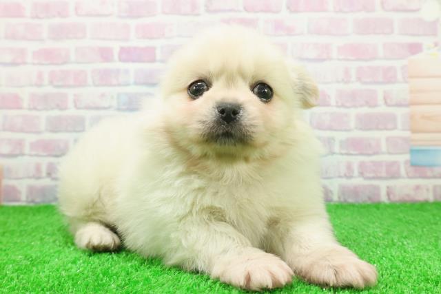 長野県のペキポメ/ポメペキ(ペキニーズ×ポメラニアン) (Coo&RIKU松本店/2025年11月25日生まれ/男の子/クリーム)の子犬の3枚目の画像